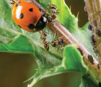 Bugging Out! with the Queens Botanical Garden